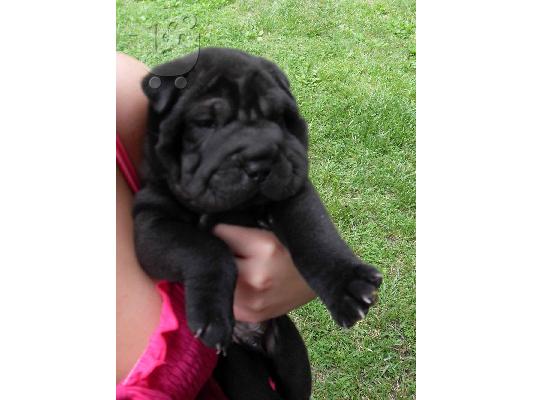 PoulaTo: Shar pei - Σαρ Πέι